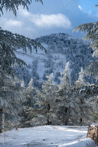 Snow Covered Atlas Cedar trees in Chelia National Park Algeria