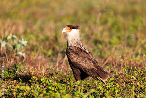 Crested caracara (Caracara plancus), bird of prey (raptor) in the falcon family, Falconidae. North Pantanal Mato Grosso, Brazil. Brazilian wildlife and birdwatching.