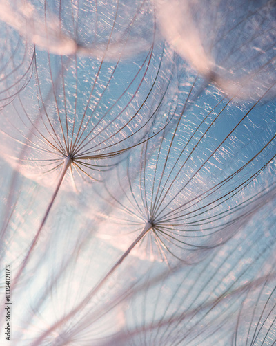 Vertical close-up of delicate dandelion 
 against soft blue sky. Airy abstract background perfect for phone wallpapers, nature textures and minimalist design.