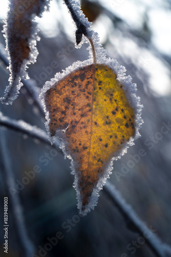 Plakat cold