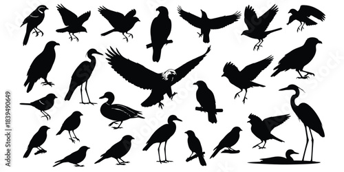 Collection of various black bird silhouettes against a clean white background