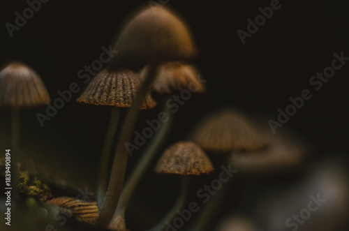 A small mushrooms growing on old wood