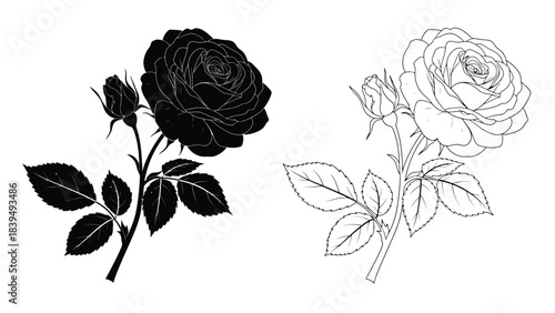 Contrasting floral illustrations of roses a dark and light design