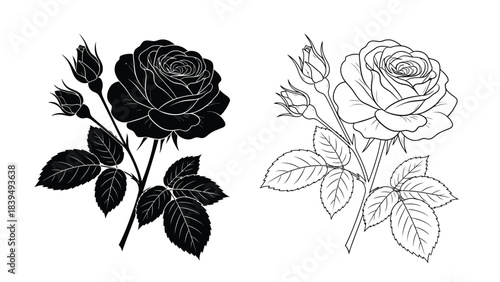 Elegant black and white rose illustrations with detailed petals and leaves