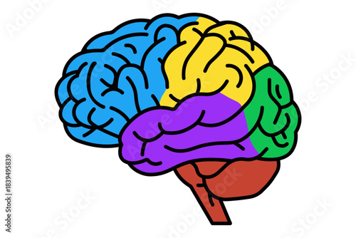 Human brain showing frontal, parietal, temporal, occipital lobes, cerebellum isolated on white background