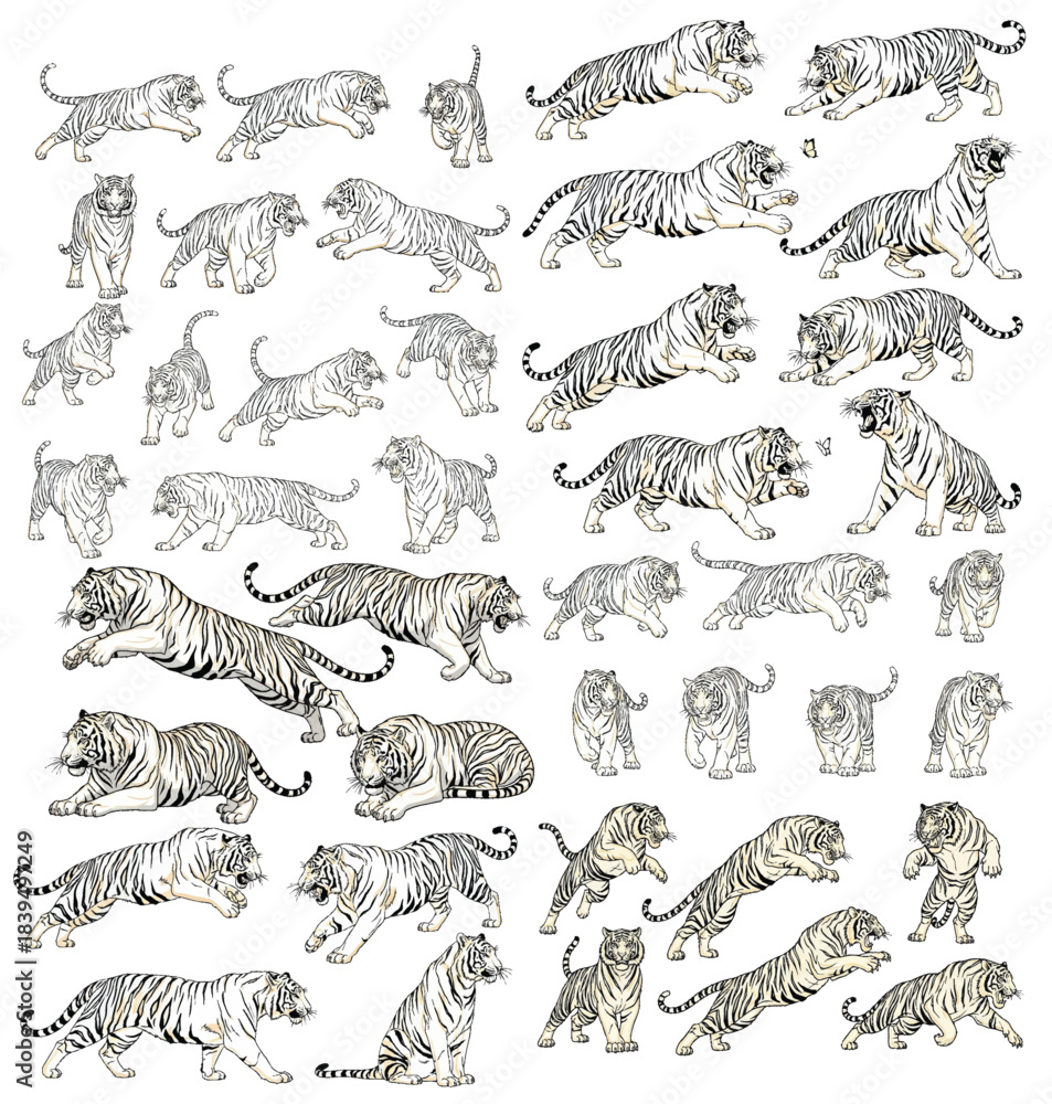 Obraz premium Tiger Variety: A curated collection of tiger illustrations showcases a dynamic range of poses, capturing the power, grace, and unique beauty of this magnificent creature.