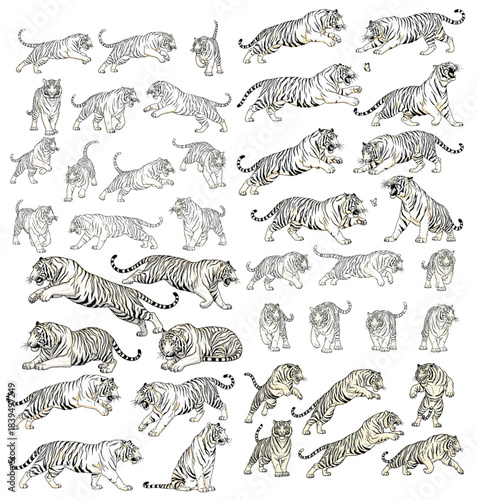 Tiger Variety: A curated collection of tiger illustrations showcases a dynamic range of poses, capturing the power, grace, and unique beauty of this magnificent creature.