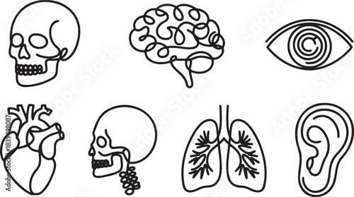 Minimalist continuous line human anatomy icon set including skull brain heart lungs and sensory organs