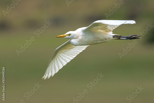 Cattle Egret (Bubulcus ibis) on Kauai, HI