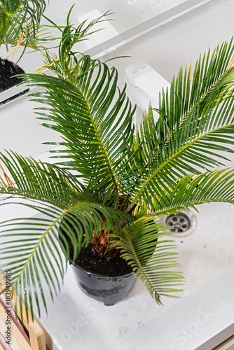 wet cycas revoluta sago palm draining in sink after shower