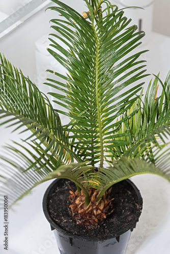 cycas revoluta sago palm trunk and wet fronds close up in black pot