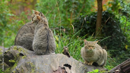 Gruppe von Katzen sitzt gemeinsam auf einem Baumstamm in einem grünen Wald, Europäische Wildkatze (Felis silvestris), Sommer, Deutschland, Europa