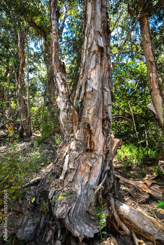 Eucalyptus Trees Okolehao Trail on Kauai, HI