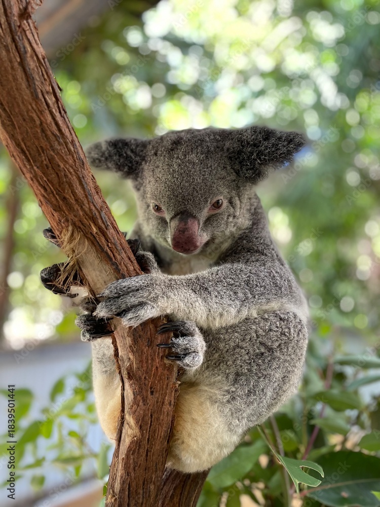 Naklejka premium koala in tree