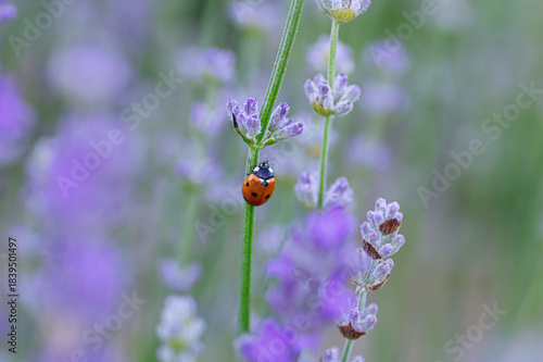 Ladybug on lavender stem in garden. Close up.