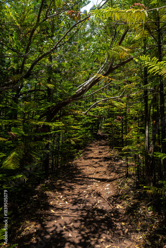 Okolehao Trail on Kauai, HI