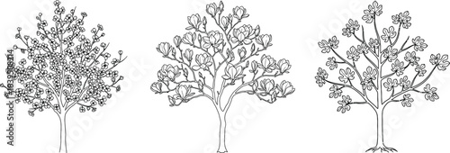 Three detailed hand drawn birch trees with delicate leaves and textured bark isolated on transparent background