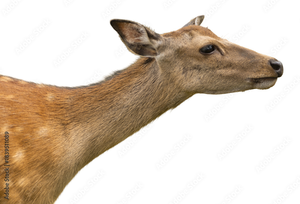 Fototapeta premium A deer stands with its head turned slightly to the side, showing its neck and face. The deer has a light brown coat with spots and a calm demeanor. The background is transparent