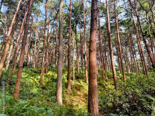 Countryside scene showing tall pines and ferns