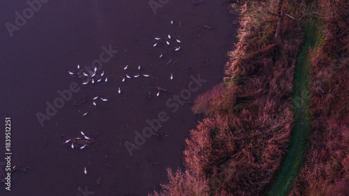 Schwäne schwimmen auf einem Gewässer in einer ländlichen Gegend während der Dämmerung