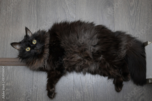 A black fluffy cat is lying on the floor of the house. Pet