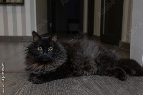 A black fluffy cat is lying on the floor of the house.