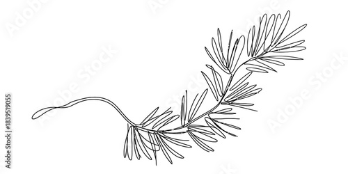 Minimalist continuous line art drawing of a fragrant rosemary herb sprig. elegant botanical illustration for cooking, aroma, wellness, and decoration designs. Vector, illustration