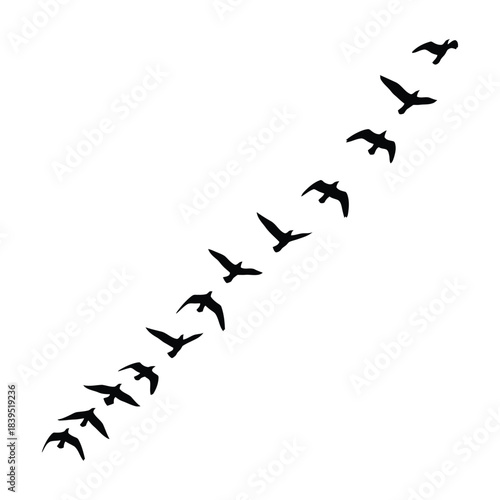 Silhouettes of a flock of birds flying in formation on white