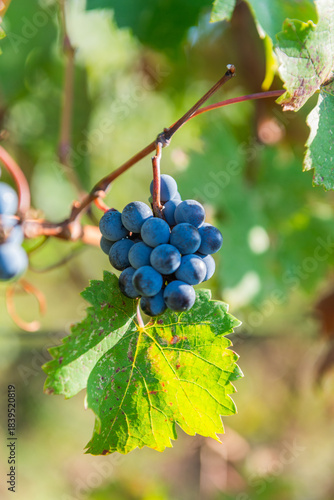 Close-up of ripe blue wine grapes hanging on a vine in Sremski Karlovci, Serbia, highlighting the rich color and freshness of the autumn harvest.