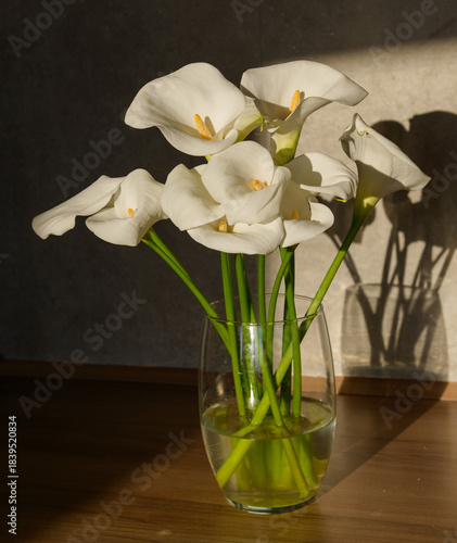 A bouquet of white calla lilies arranged in a glass vase filled with water. Warm sunlight casts gentle shadows on the wall, enhancing the flowers’ elegance and refined simplicity.