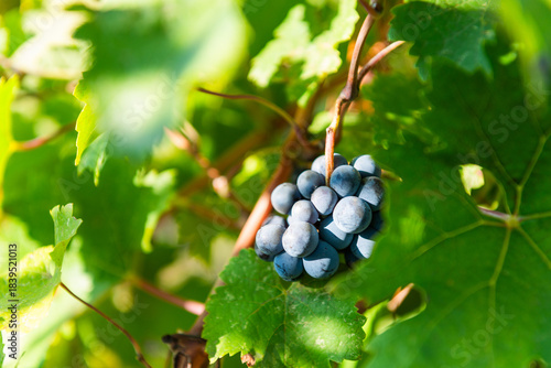 Close-up of a cluster of ripe blue grapes hanging on a vine surrounded by lush green leaves. The sunlight highlights their natural texture, symbolizing harvest and vineyard beauty.