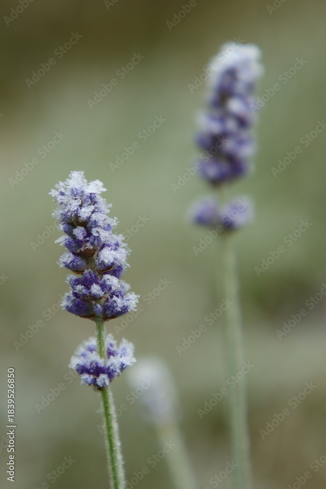 Fototapeta premium Lavendel Blüte mit Reif