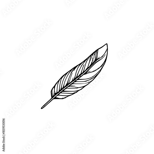 Black line art tiny bird feather on white backgrou
