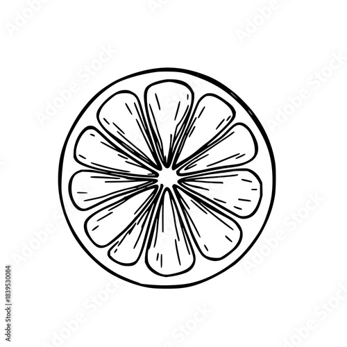 Black line art single lemon slice on white backgro