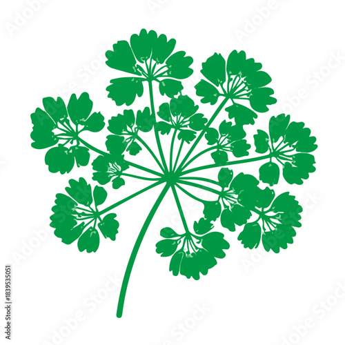 Parsley Flower — flat 2D vector artwork created in a clean, modern, and minimal style on white background.