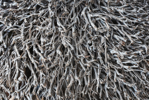 Interweaving of branches of trimmed bushes.