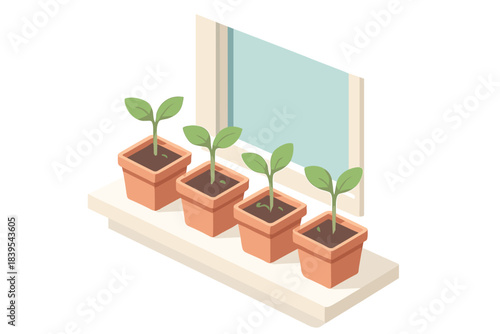 Growing seedlings in terracotta pots on windowsill with isometric design