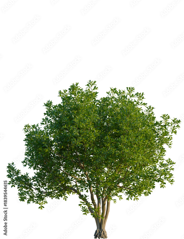 Obraz premium Cupaniopsis anacardioides tree, front view, cutout, transparent background, isolate, Lush green tree with dense foliage against a transparent background.