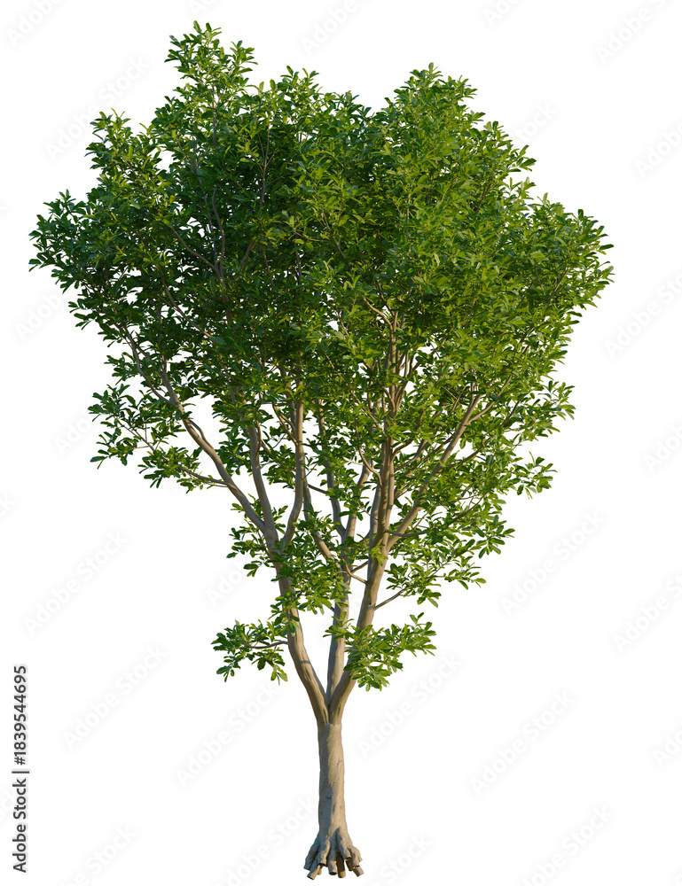 Obraz premium Cupaniopsis anacardioides tree, front view, cutout, transparent background, isolate, A lush green tree with dense foliage and a slender trunk.