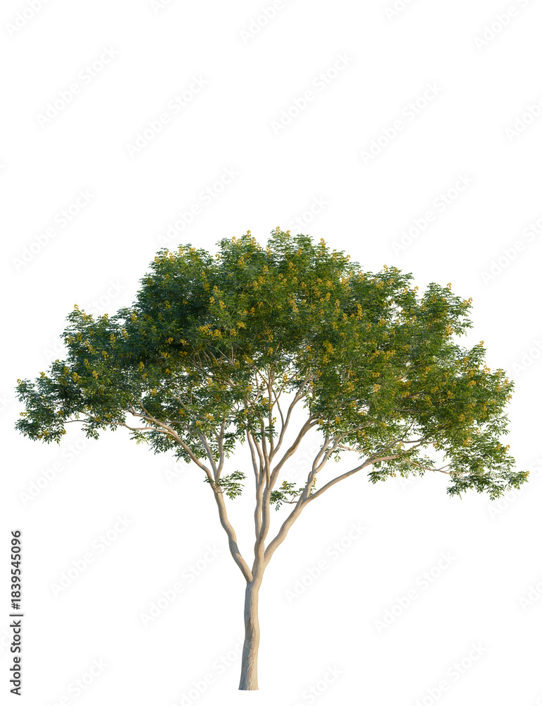 Obraz premium Libidibia ferrea tree, front view, cutout, transparent background, isolate, Isolated tree with green foliage and yellow flowers on a white background.