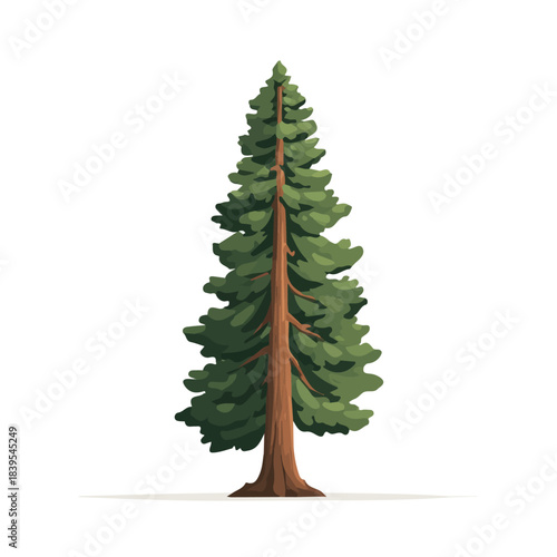 Sequoia Tree flat vector illustration in a modern and simple 2D style, placed on a white background.