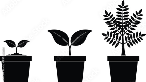 Plant growth stages vector illustration, seedling sprout sapling tree in pots black silhouette, development progress graphic icon set isolated.