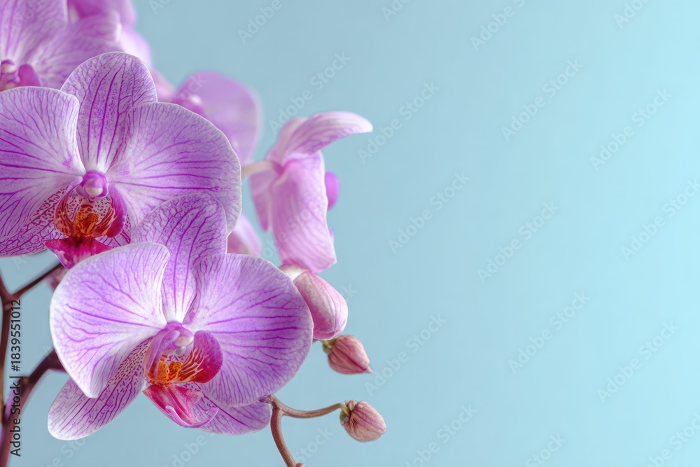 Naklejka premium Delicate Purple Orchid Petals Against Dreamy Blue Backdrop
