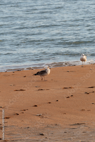 Lone Seagull Observing Horizon From Sandy Shore With Gentle Waves And Footprints In Morning
