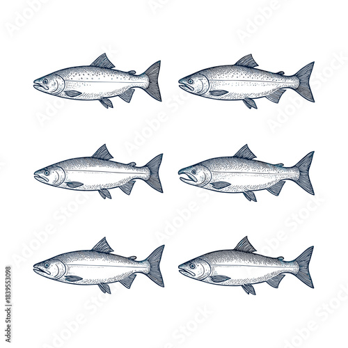 Hand Drawn Vintage Engraving Sketch of Salmon and Trout Fish