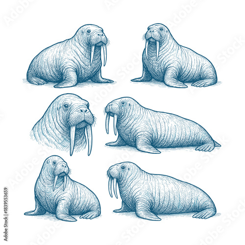 Walrus Arctic Animal Vintage Engraving Sketch Set