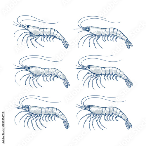 Hand-Drawn Shrimp Collection in Blue