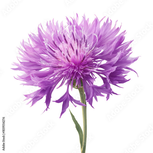 Bright Purple Flower With Unique Petals on a Green Stem in a Simple Arrangement