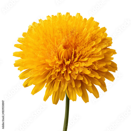 Bright Yellow Flower Blooms With Many Petals in a Simple Arrangement