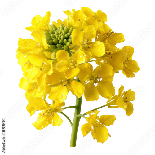 Close View of Yellow Flowers Growing on a Green Plant in a Simple Arrangement